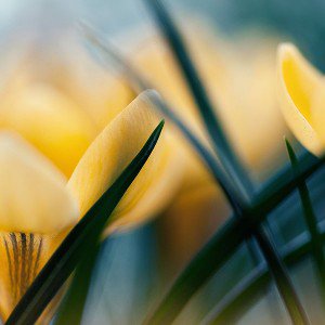 papers.co-md31-wallpaper-yellow-crocus-flower-beauty-nature-1-wallpaper