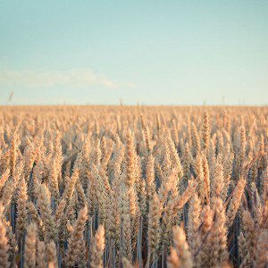 papers.co-md33-wallpaper-android-rye-field-nature-1-wallpaper