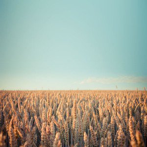 papers.co-md34-wallpaper-android-rye-field-sky-nature-1-wallpaper