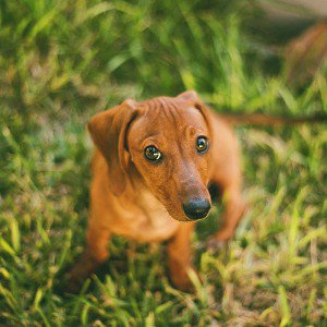 papers.co-md42-wallpaper-dog-looking-up-animal-1-wallpaper