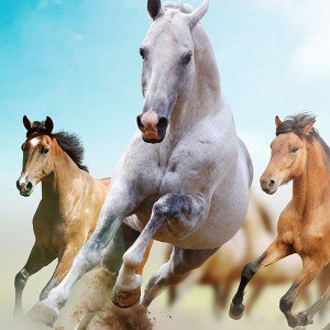papers.co-md61-horses-run-animal-1-wallpaper