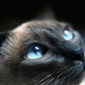 papers.co-me19-cats-blue-eye-cute-1-wallpaper