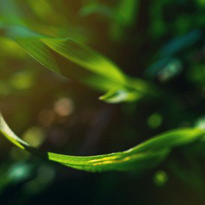 papers.co-me32-a-and-b-green-nature-1-wallpaper