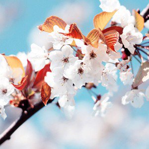 papers.co-me37-cherry-tree-spring-feel-1-wallpaper