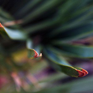 papers.co-me44-sting-leaf-dark-summer-nature-1-wallpaper