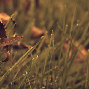 papers.co-me55-fall-weather-leaves-nature-1-wallpaper