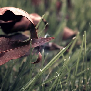 papers.co-me56-fall-weather-green-leaves-nature-1-wallpaper