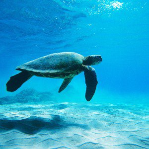 papers.co-me62-turtle-sea-ocean-animal-1-wallpaper