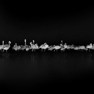 papers.co-me82-flamingos-black-peace-animal-nature-birds-1-wallpaper