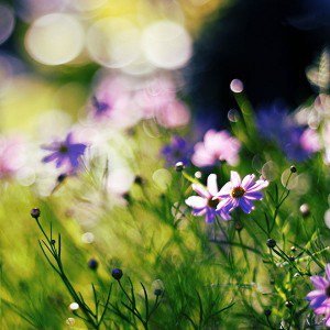 papers.co-mf32-flower-bokeh-spring-days-delicious-1-wallpaper