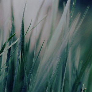 papers.co-mf53-grass-green-world-garden-leaf-nature-1-wallpaper