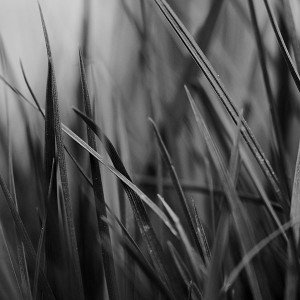 papers.co-mf54-grass-dark-bw-world-garden-leaf-nature-1-wallpaper