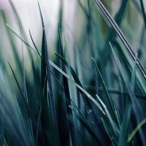 papers.co-mf55-grass-blue-bw-world-garden-leaf-nature-1-wallpaper