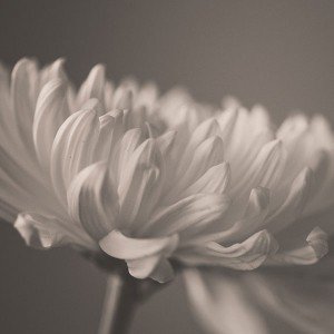 papers.co-mg52-silk-flower-mutant-nature-1-wallpaper