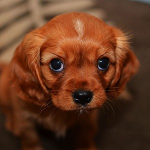 papers.co-mg62-cute-puppy-wallpaper-1-wallpaper