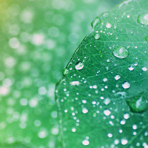papers.co-mg97-oasis-leaf-rained-after-morning-nature-1-wallpaper