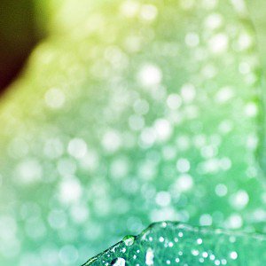 papers.co-mg98-oasis-leaf-shiny-rained-after-morning-nature-1-wallpaper