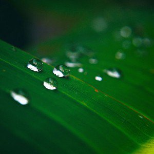 papers.co-mh09-water-drops-nature-leaf-after-rain-forest-1-wallpaper