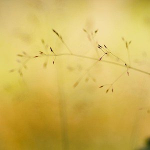 papers.co-mh35-butterfly-park-nature-flower-nature-1-wallpaper