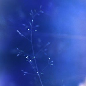 papers.co-mh36-butterfly-park-blue-nature-flower-nature-1-wallpaper