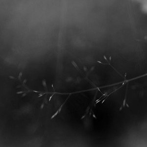 papers.co-mh37-butterfly-park-dark-nature-flower-nature-1-wallpaper