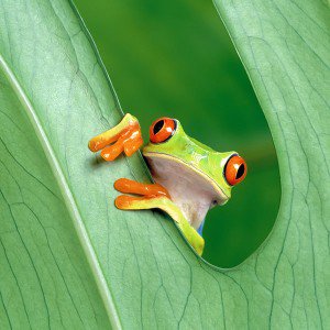 papers.co-mh91-frog-leaf-nature-1-wallpaper