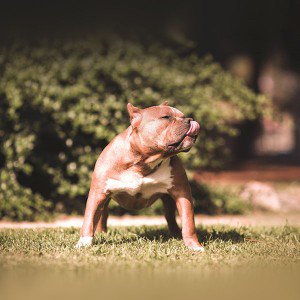 papers.co-mi12-pitbull-in-park-nature-animal-1-wallpaper