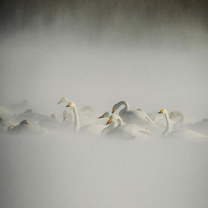 papers.co-mi25-swan-birds-nature-animal-1-wallpaper