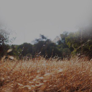 papers.co-mi43-rye-grass-field-bokeh-cool-mountain-cole-patrick-nature-1-wallpaper