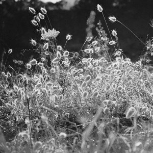 papers.co-mj34-reed-field-fall-bw-nature-leaf-love-mountain-1-wallpaper