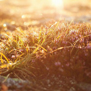 papers.co-mj39-sun-rise-flower-grass-love-nature-1-wallpaper
