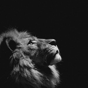 papers.co-mj50-lion-looking-sky-animal-nature-dark-photo-1-wallpaper