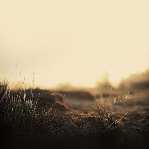 papers.co-mj56-depth-of-field-leaf-grass-nature-1-wallpaper
