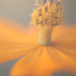 papers.co-mj81-flower-yellow-nature-1-wallpaper