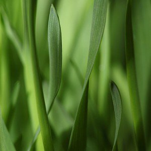 papers.co-mj94-leaf-grass-bokeh-nature-1-wallpaper