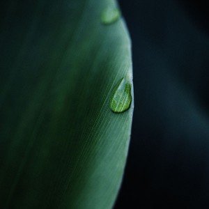 papers.co-mk06-leaf-raindrop-green-nature-1-wallpaper
