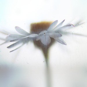 papers.co-mk13-flower-paint-art-texture-nature-1-wallpaper