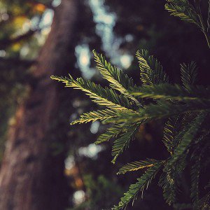 papers.co-mk43-tree-winter-light-bokeh-life-mountain-nature-1-wallpaper
