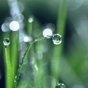 papers.co-mk61-bokeh-leaf-raindrop-nature-pure-1-wallpaper