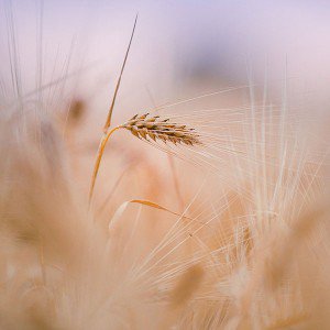 papers.co-mk63-rice-leaf-nature-bokeh-blur-1-wallpaper