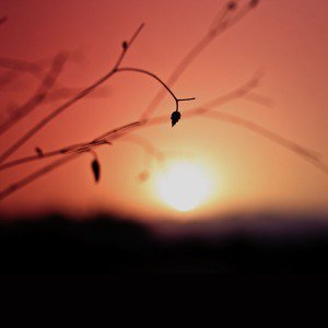 papers.co-ml01-minimal-sunset-nature-flower-night-1-wallpaper