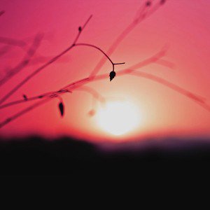 papers.co-ml03-minimal-sunset-nature-flower-red-night-1-wallpaper