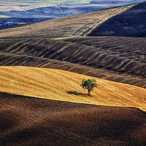 papers.co-ml24-desert-farm-nature-tree-lonly-1-wallpaper