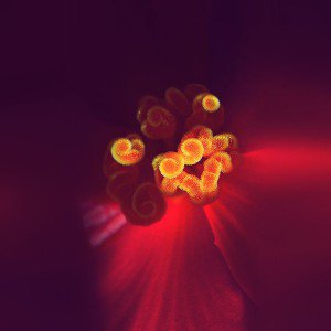 papers.co-ml46-flower-blue-zoom-beautiful-nature-spring-1-wallpaper