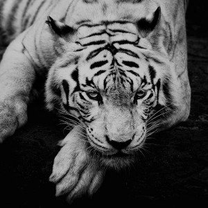 papers.co-ml57-bw-dark-tiger-animal-1-wallpaper