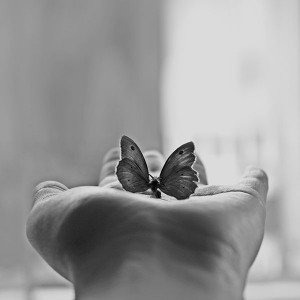 papers.co-ml80-butterfly-love-in-hand-animal-bw-1-wallpaper