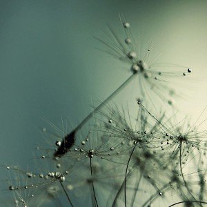 papers.co-mm15-flower-seed-art-nature-1-wallpaper