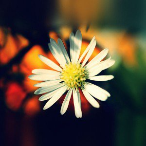 papers.co-mm34-white-flower-nature-1-wallpaper