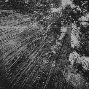 papers.co-mn46-in-forest-tall-tree-flare-dark-bw-kim-daniel-nature-1-wallpaper