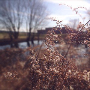 papers.co-mn72-sad-day-flower-nature-1-wallpaper